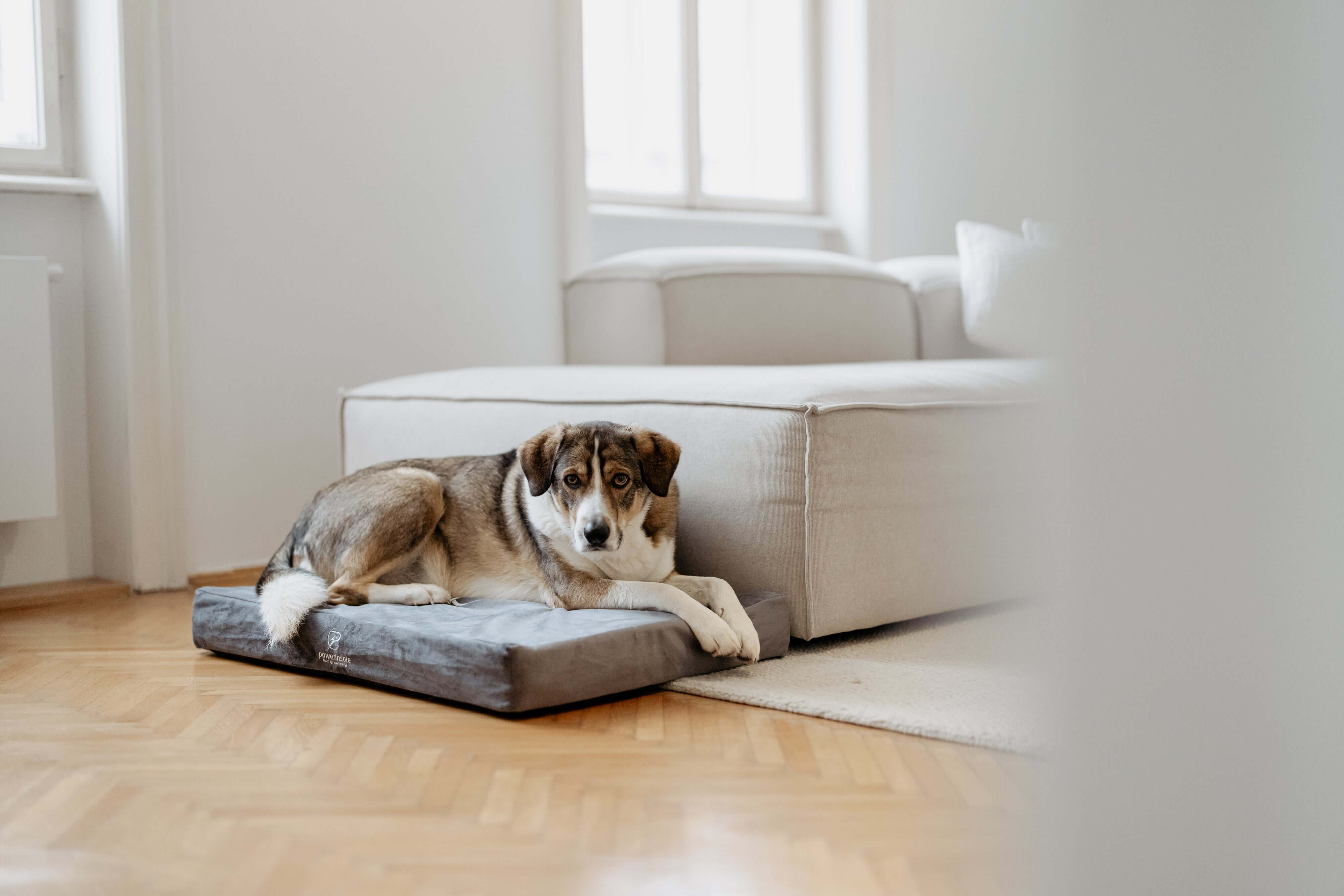 Hundekissen - vitafit orthopädisches Hundekissen mit Powerinsole-Technologie